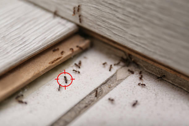 Best Pest Control for Homes  in Travelers Rest, SC