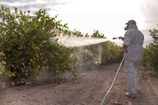 Best Local Pest Control Services  in Travelers Rest, SC