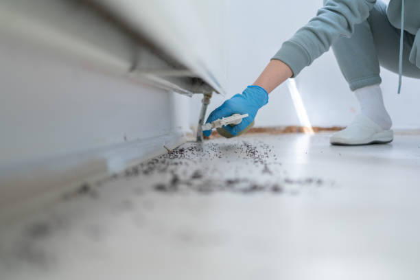 Best Wasp Removal Services  in Travelers Rest, SC